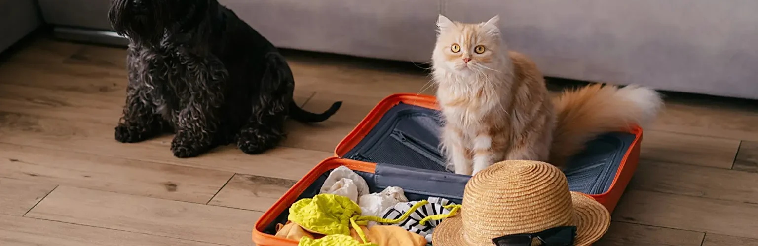 Reta final das férias: 5 passos para garantir o conforto e o bem-estar do pet