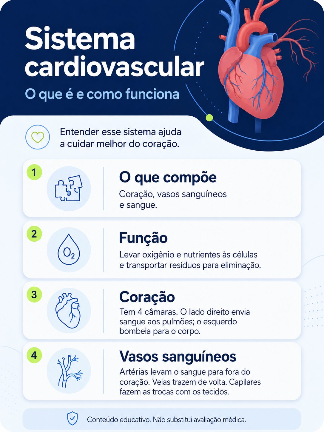 Infográfico com diagrama do sistema cardiovascular